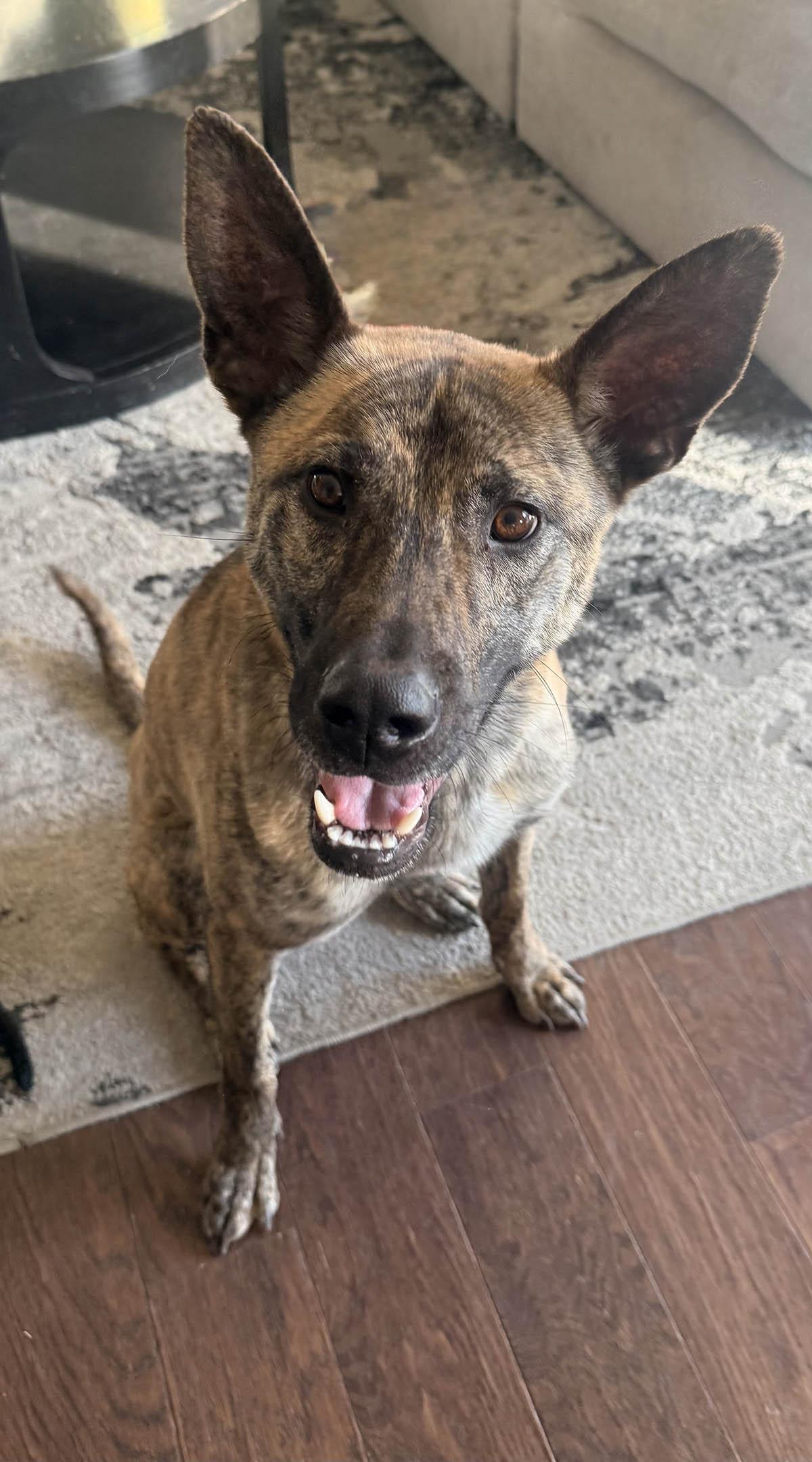 Enlarge Ducky - The Lucky Duck!, a ADOPTABLE mixed breed in Boulder, CO image 1/6