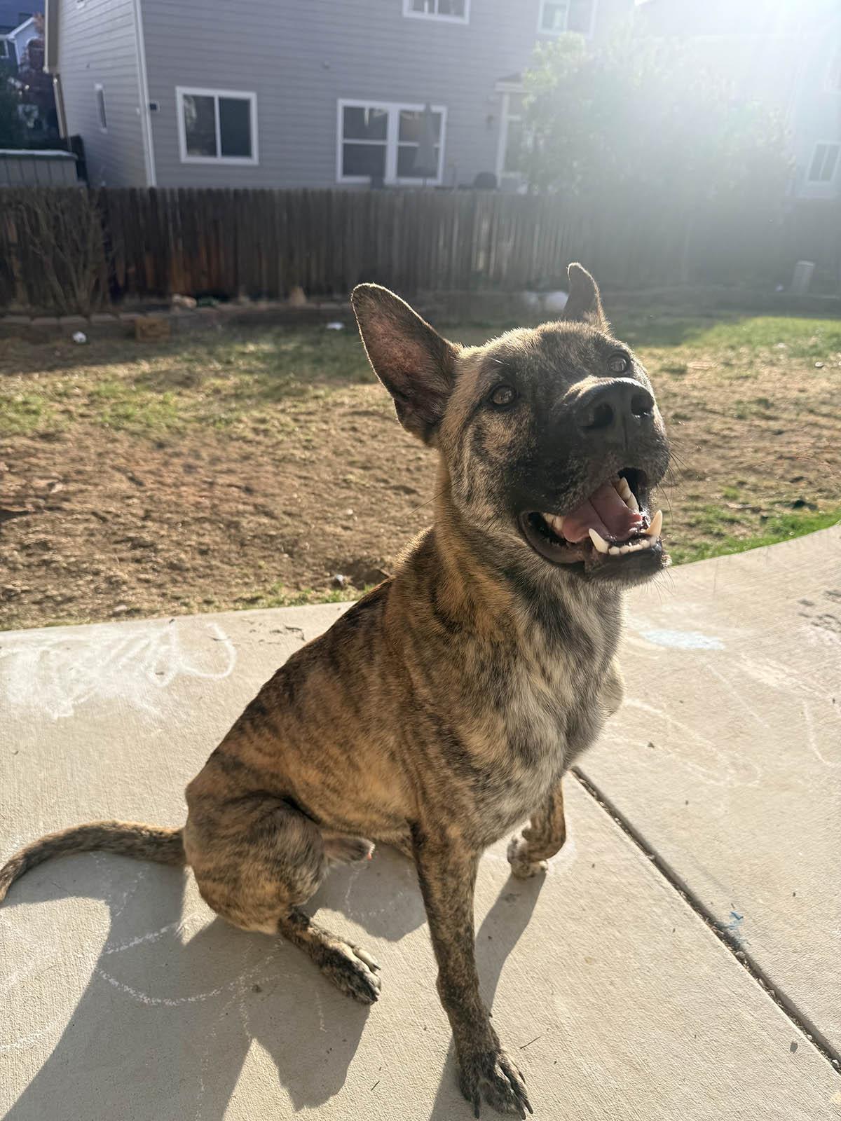 Enlarge Ducky - The Lucky Duck!, a ADOPTABLE mixed breed in Boulder, CO image 2/6
