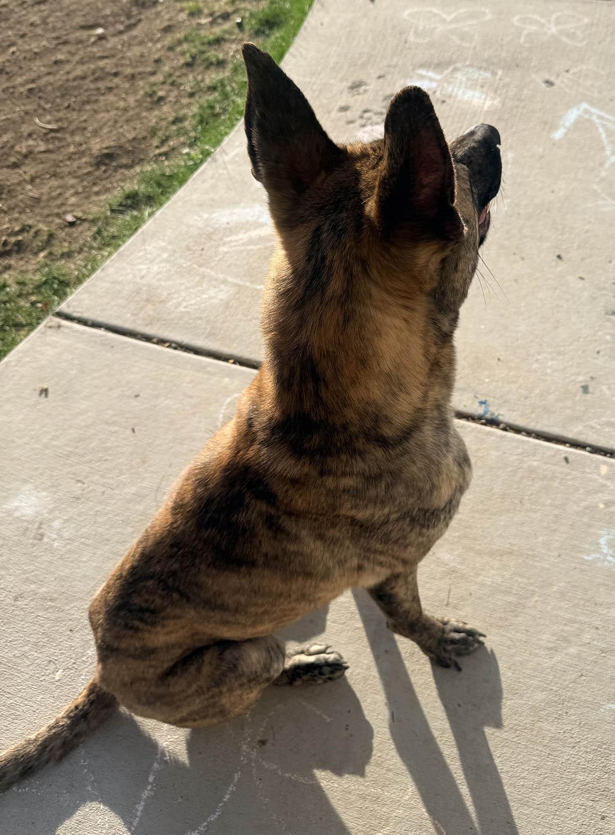 Enlarge Ducky - The Lucky Duck!, a ADOPTABLE mixed breed in Boulder, CO image 3/6