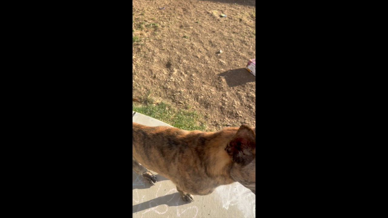 Enlarge Ducky - The Lucky Duck!, a ADOPTABLE mixed breed in Boulder, CO video 6/6