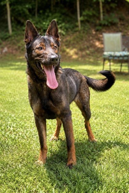 Enlarge Coco, a Adoptable mixed breed in Dahlonega, GA image 1/1