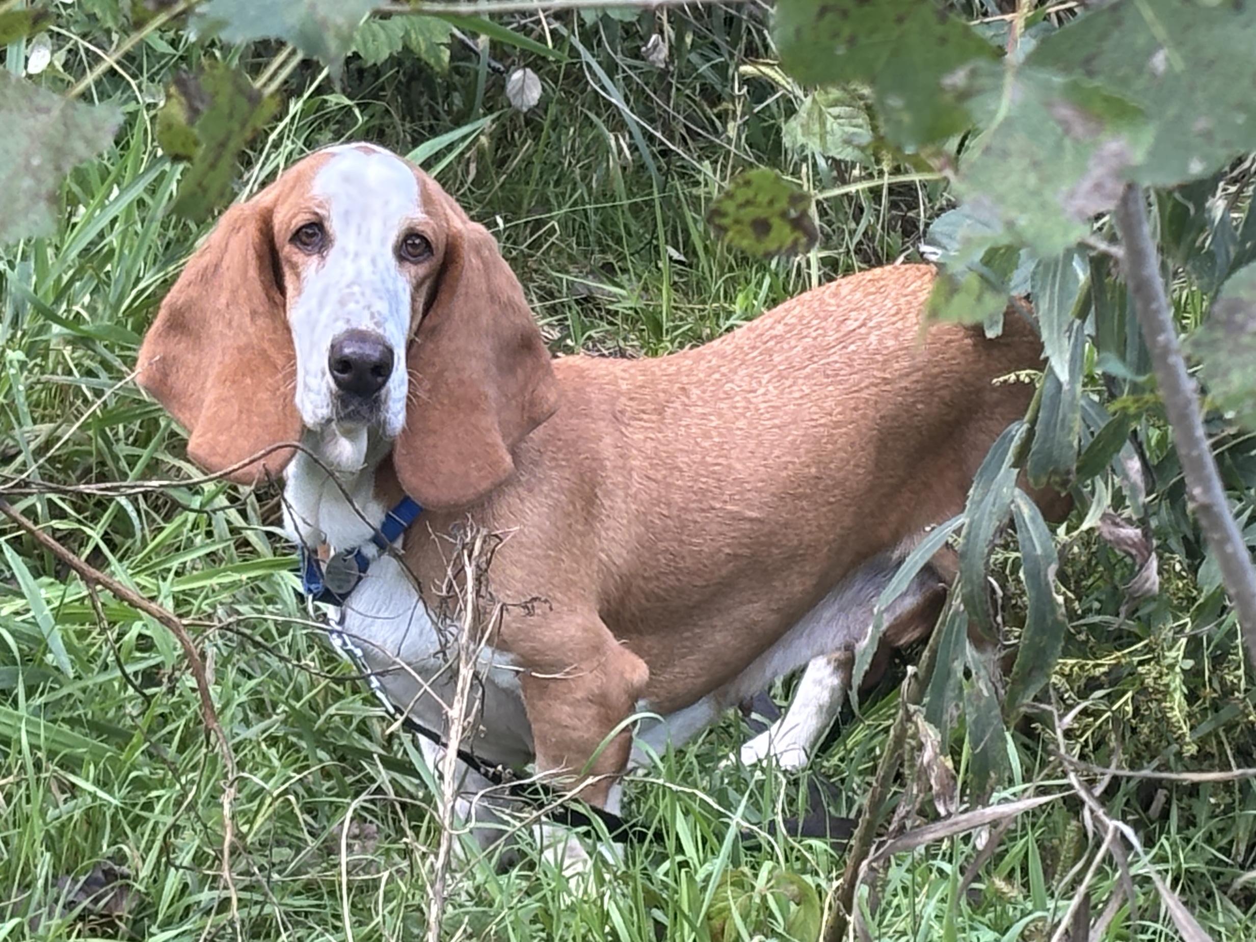 Enlarge Summer, a Adoptable Basset Hound in St. Paul, MN image 1/5