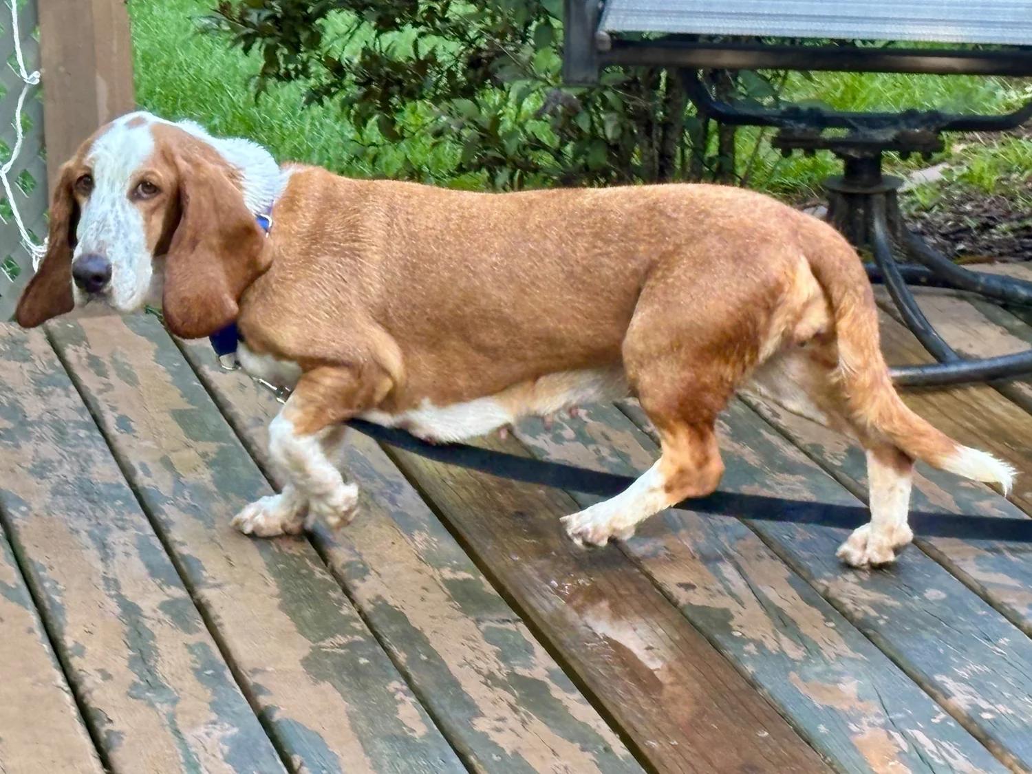 Summer, Adoptable, Adult Female Basset Hound.