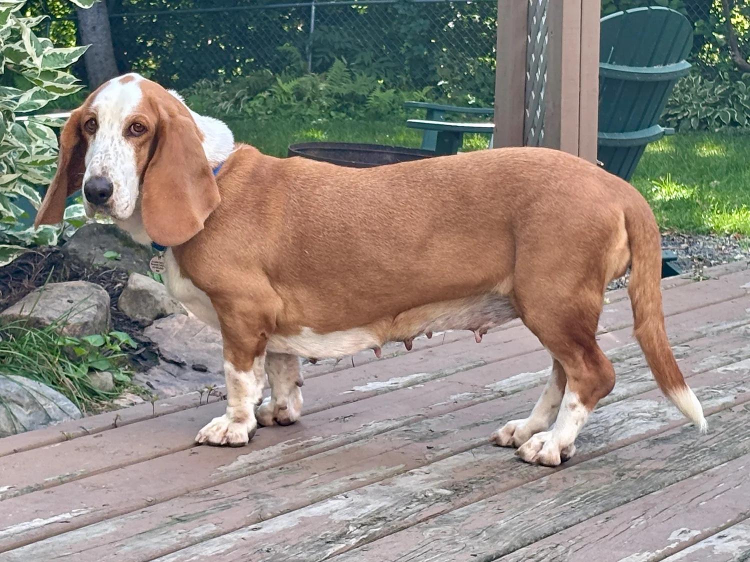 Enlarge Summer, a Adoptable Basset Hound in St. Paul, MN image 5/5
