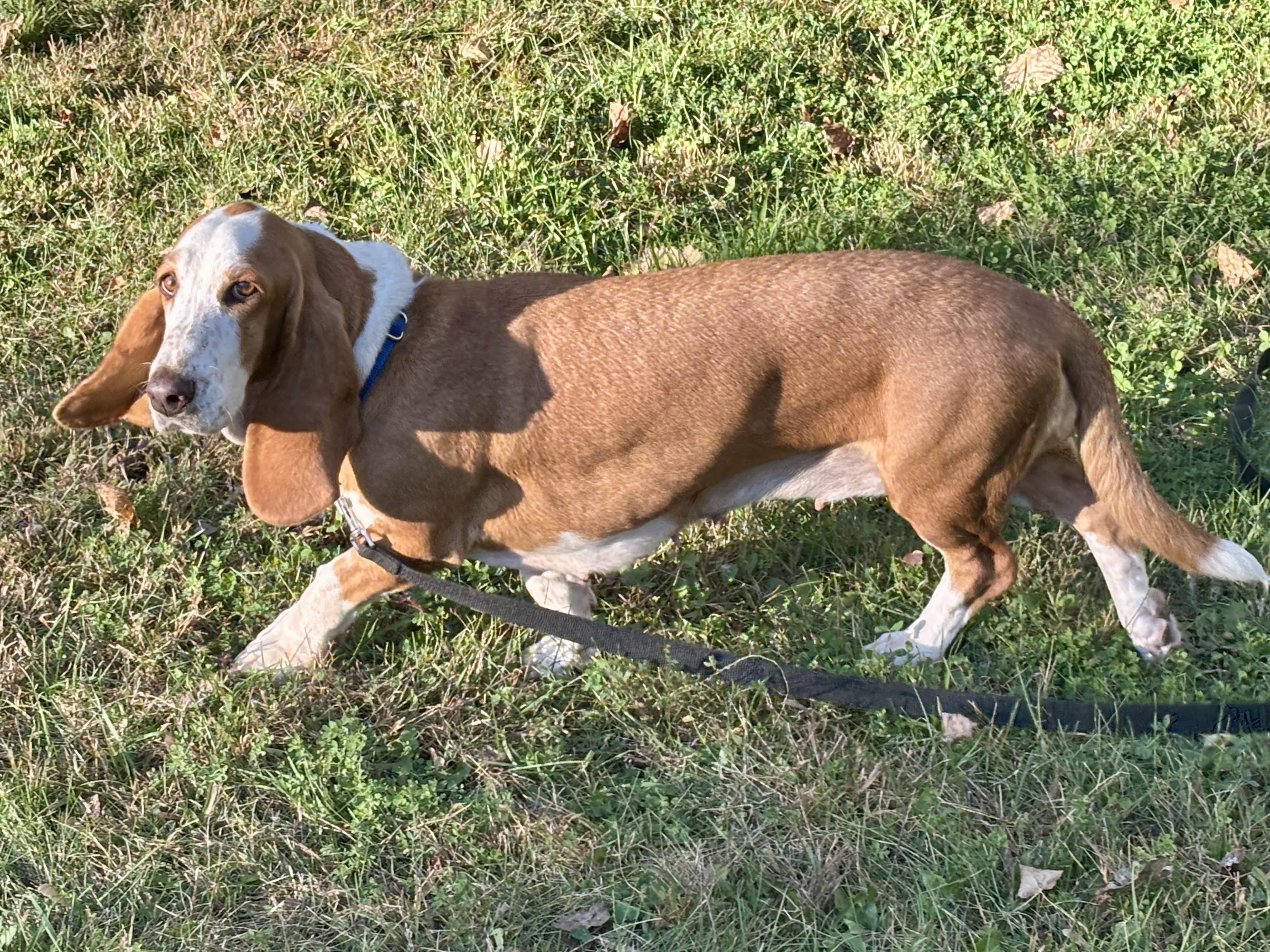 Enlarge Summer, a Adoptable Basset Hound in St. Paul, MN image 3/5