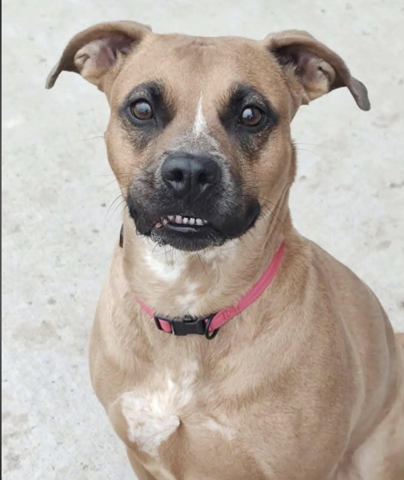 Enlarge Roo, a Adoptable mixed breed in Parker, CO image 5/5