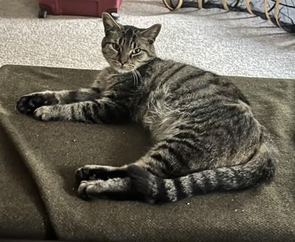 Enlarge Pillsbury  (FIV+), a Adoptable mixed breed in Savannah, GA image 1/3