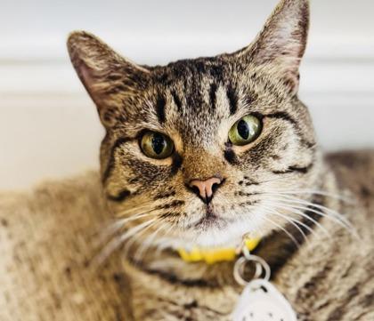 Enlarge Pillsbury  (FIV+), a Adoptable mixed breed in Savannah, GA image 2/3