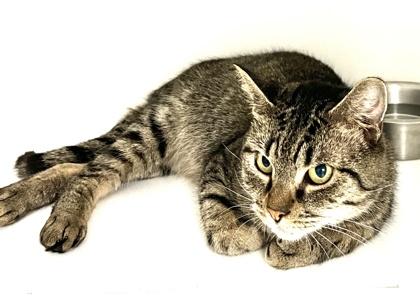 Enlarge Pillsbury  (FIV+), a Adoptable mixed breed in Savannah, GA image 3/3