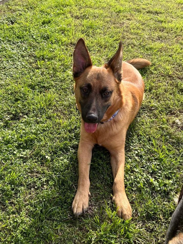 Enlarge Henry, a Adoptable mixed breed in Rapid City, SD image 1/4