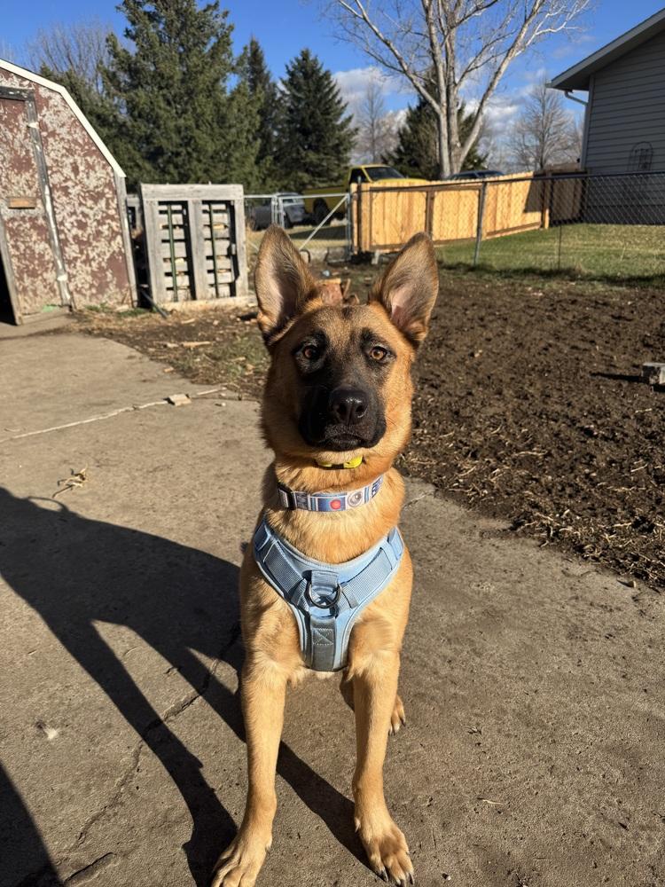 Enlarge Henry, a Adoptable mixed breed in Rapid City, SD image 1/6