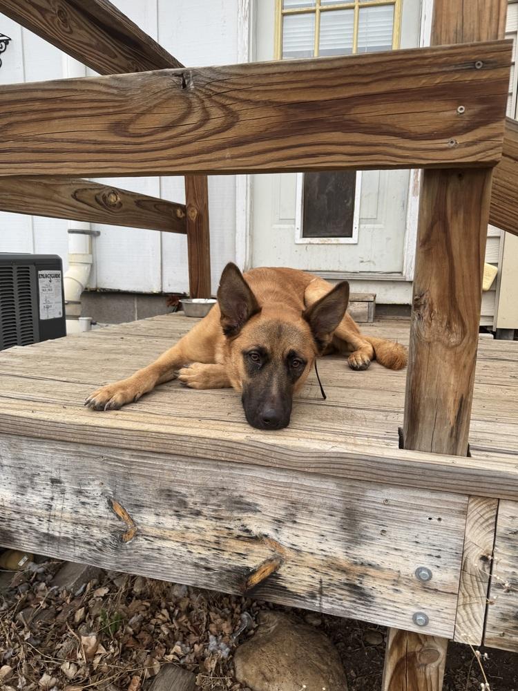 Enlarge Henry, a Adoptable mixed breed in Rapid City, SD image 2/6