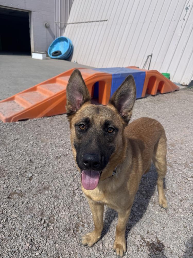 Enlarge Henry, a Adoptable mixed breed in Rapid City, SD image 3/6