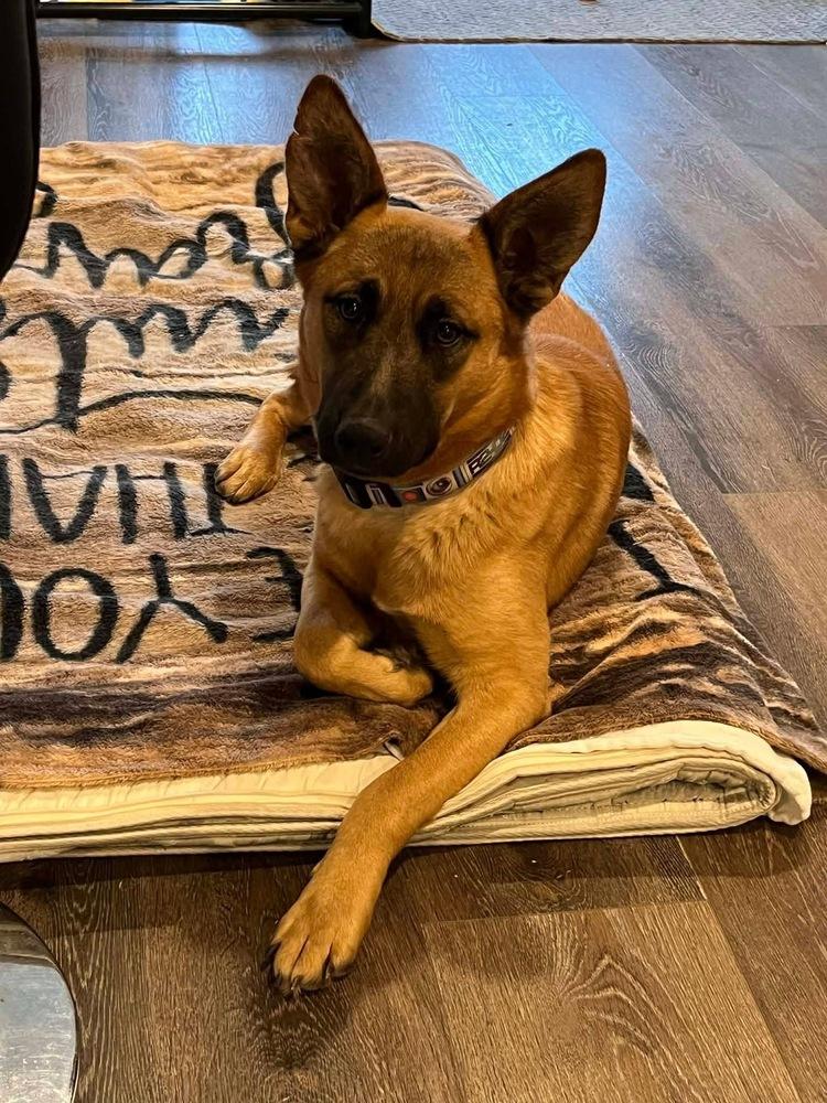 Enlarge Henry, a Adoptable mixed breed in Rapid City, SD image 2/4