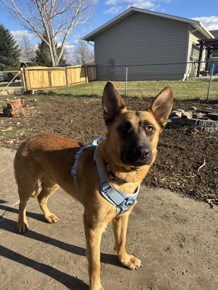 Enlarge Henry, a Adoptable mixed breed in Rapid City, SD image 4/6