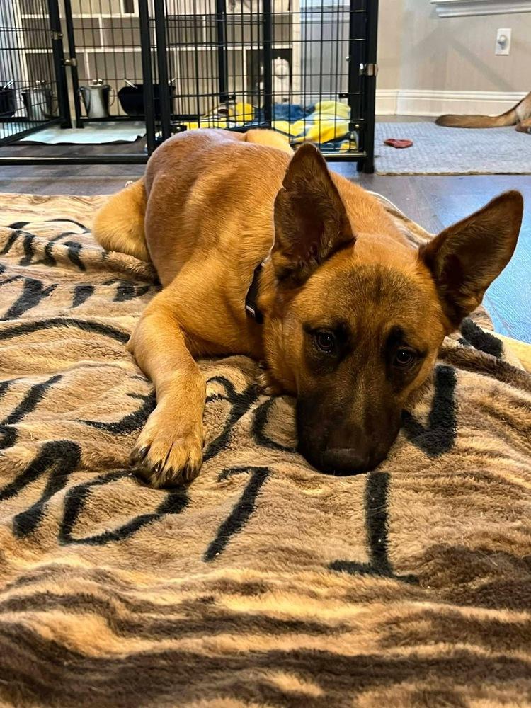 Enlarge Henry, a Adoptable mixed breed in Rapid City, SD image 3/4