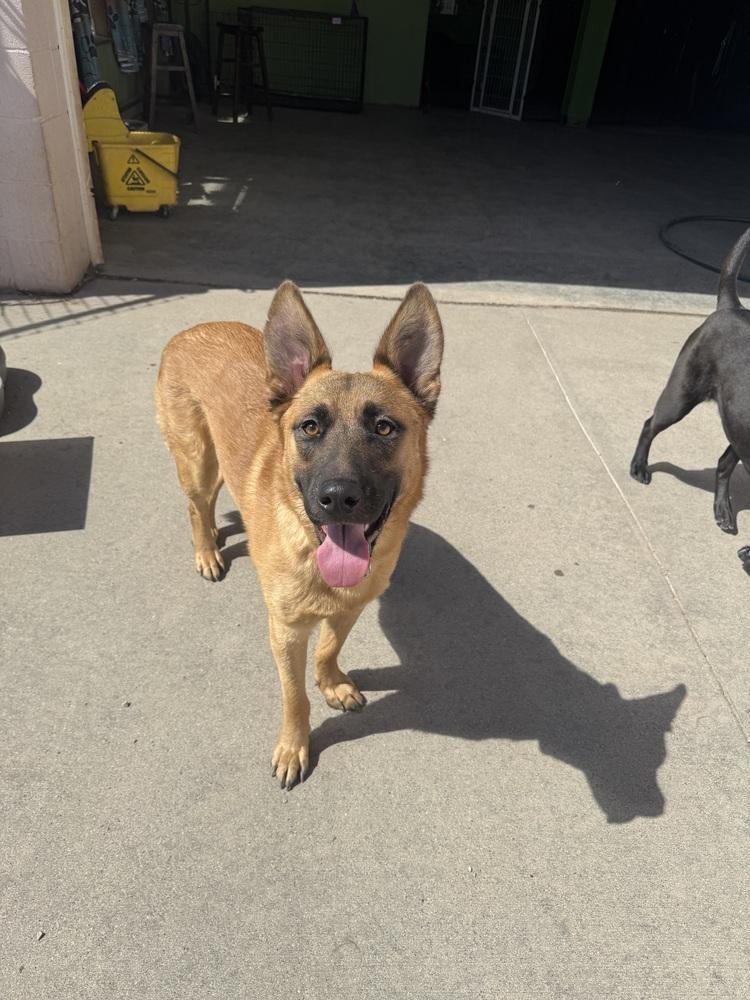 Enlarge Henry, a Adoptable mixed breed in Rapid City, SD image 5/6