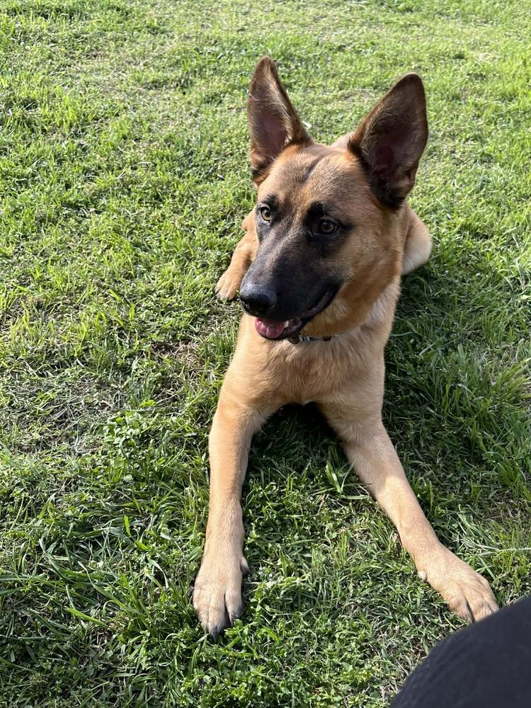 Enlarge Henry, a Adoptable mixed breed in Rapid City, SD image 4/4