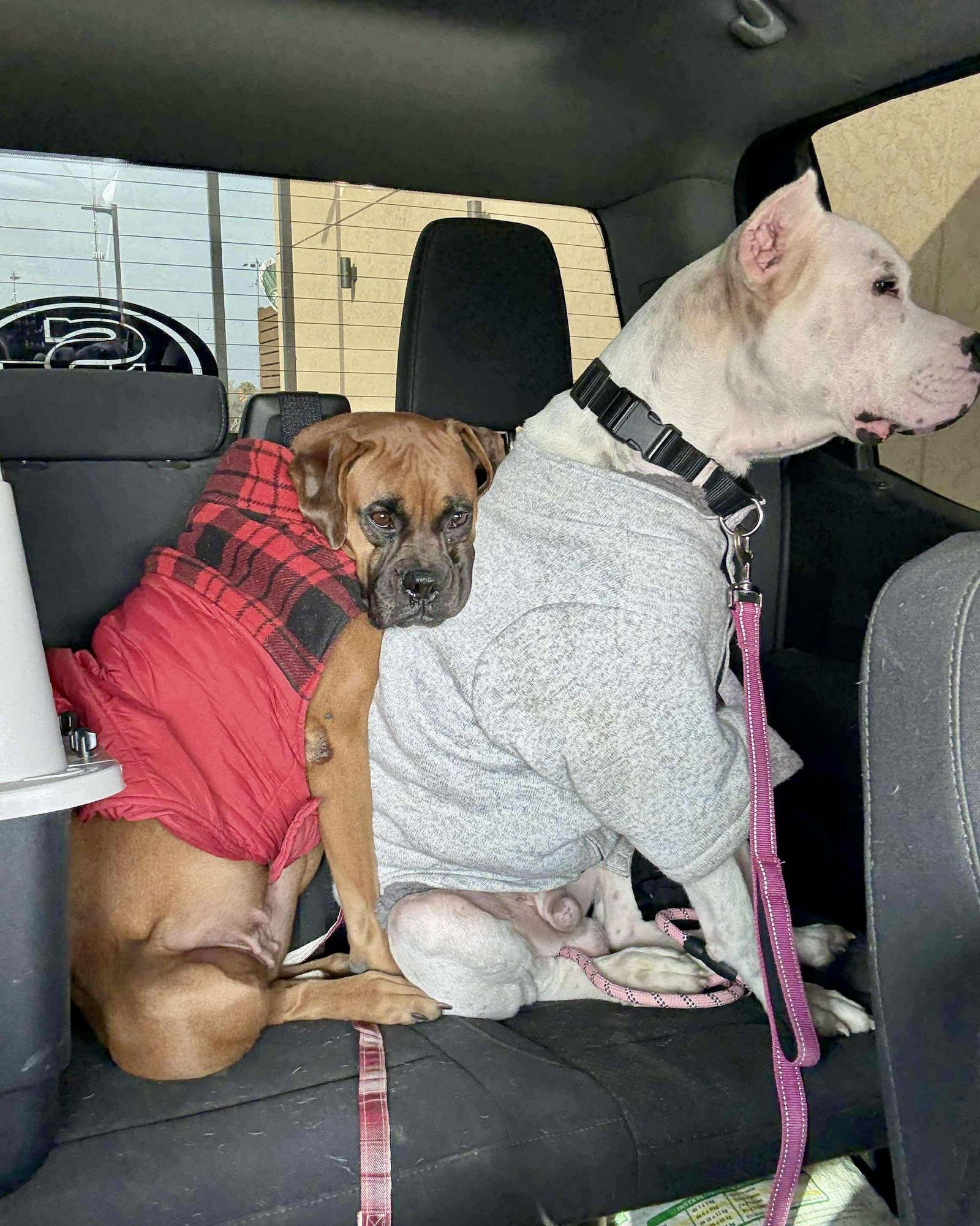 Enlarge Taylor & Travis, a Adoptable Boxer in Monticello, NY image 1/3