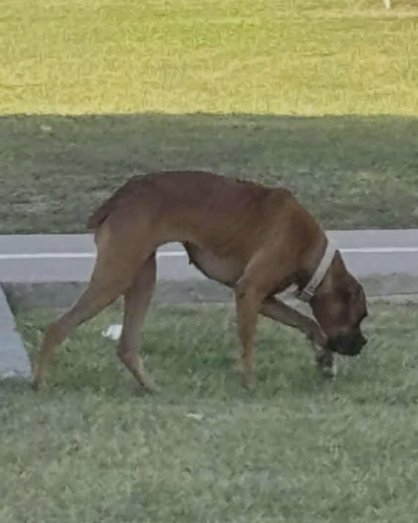 Enlarge Taylor & Travis, a Adoptable Boxer in Monticello, NY image 2/3