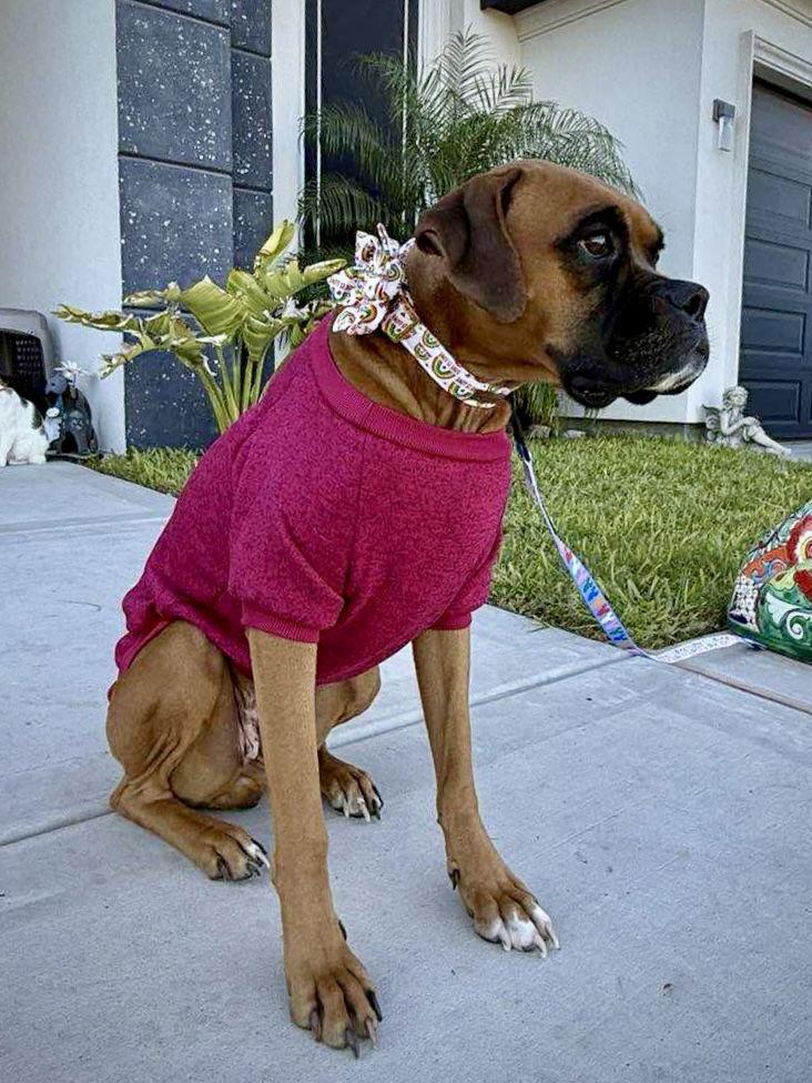 Enlarge Taylor & Travis, a Adoptable Boxer in Monticello, NY image 2/3