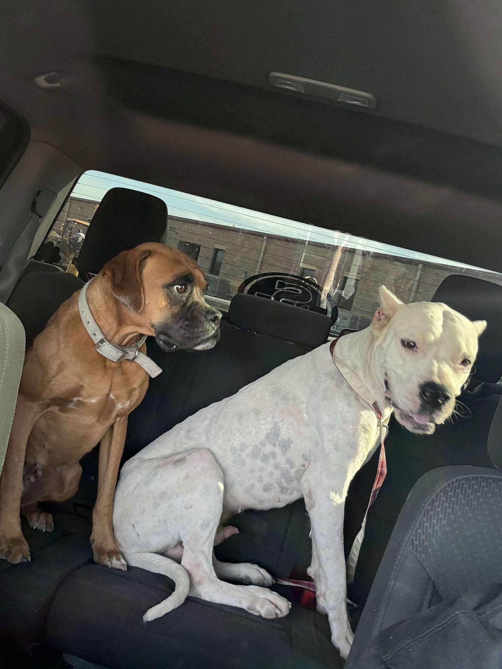 Enlarge Taylor & Travis, a Adoptable Boxer in Monticello, NY image 3/3