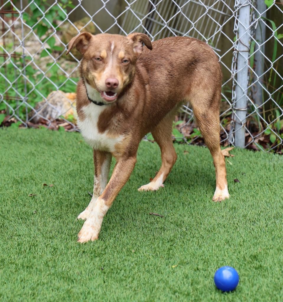 Squirtle, Adoptable, Young Male Australian Cattle Dog / Blue Heeler.