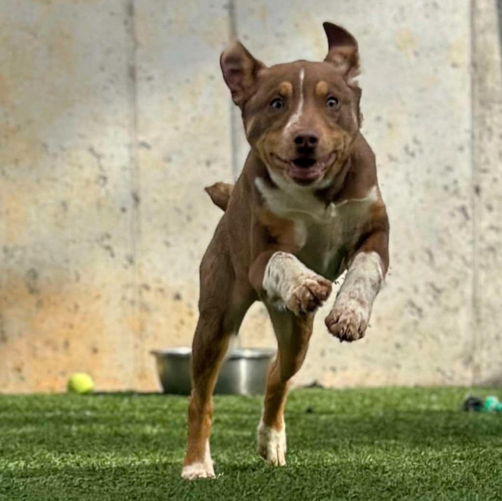 Enlarge Squirtle, a Adoptable mixed breed in Sunrise Beach, MO image 2/4