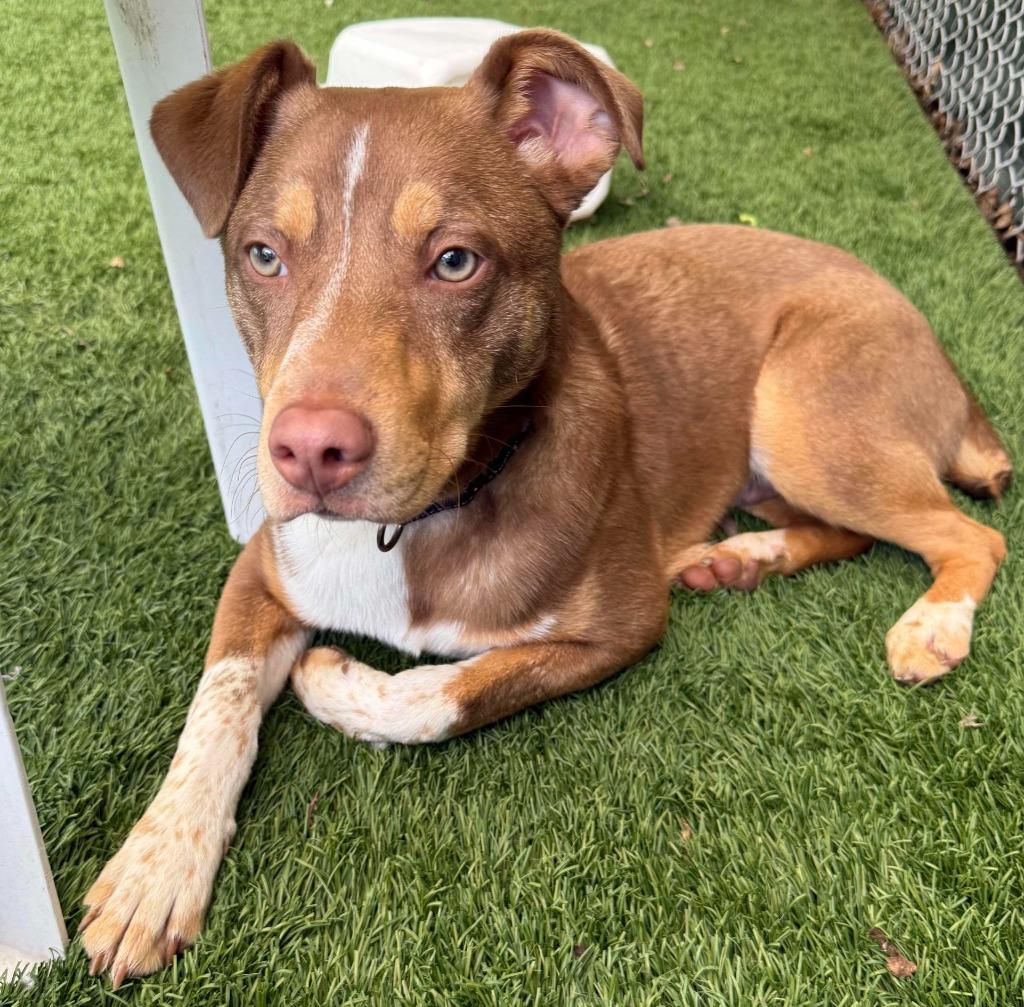 Enlarge Squirtle, a Adoptable mixed breed in Sunrise Beach, MO image 1/5