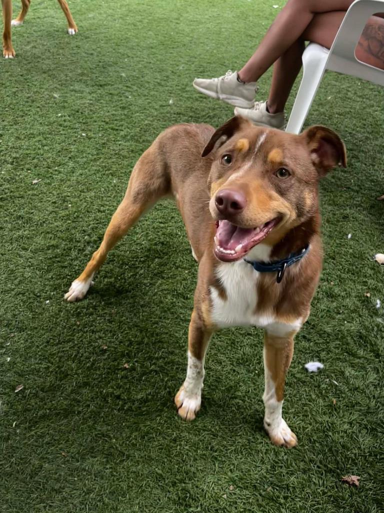 Enlarge Squirtle, a Adoptable mixed breed in Sunrise Beach, MO image 2/6