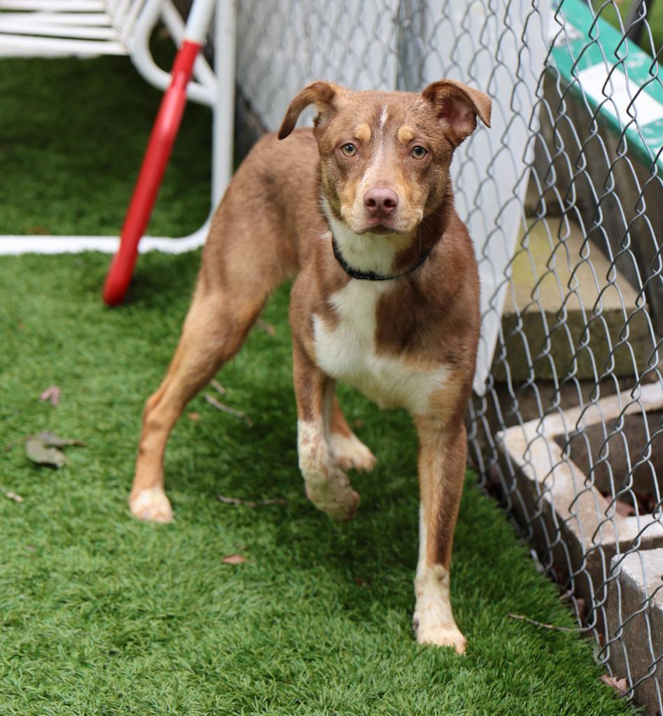 Enlarge Squirtle, a Adoptable mixed breed in Sunrise Beach, MO image 4/5