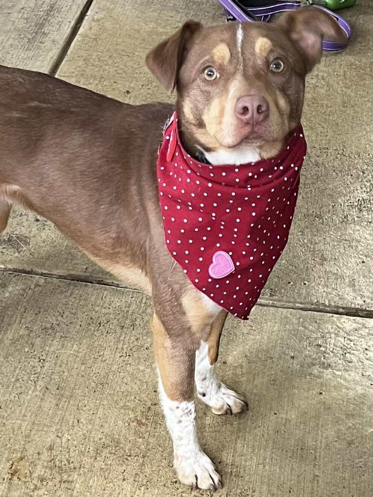 Enlarge Squirtle, a Adoptable mixed breed in Sunrise Beach, MO image 5/5