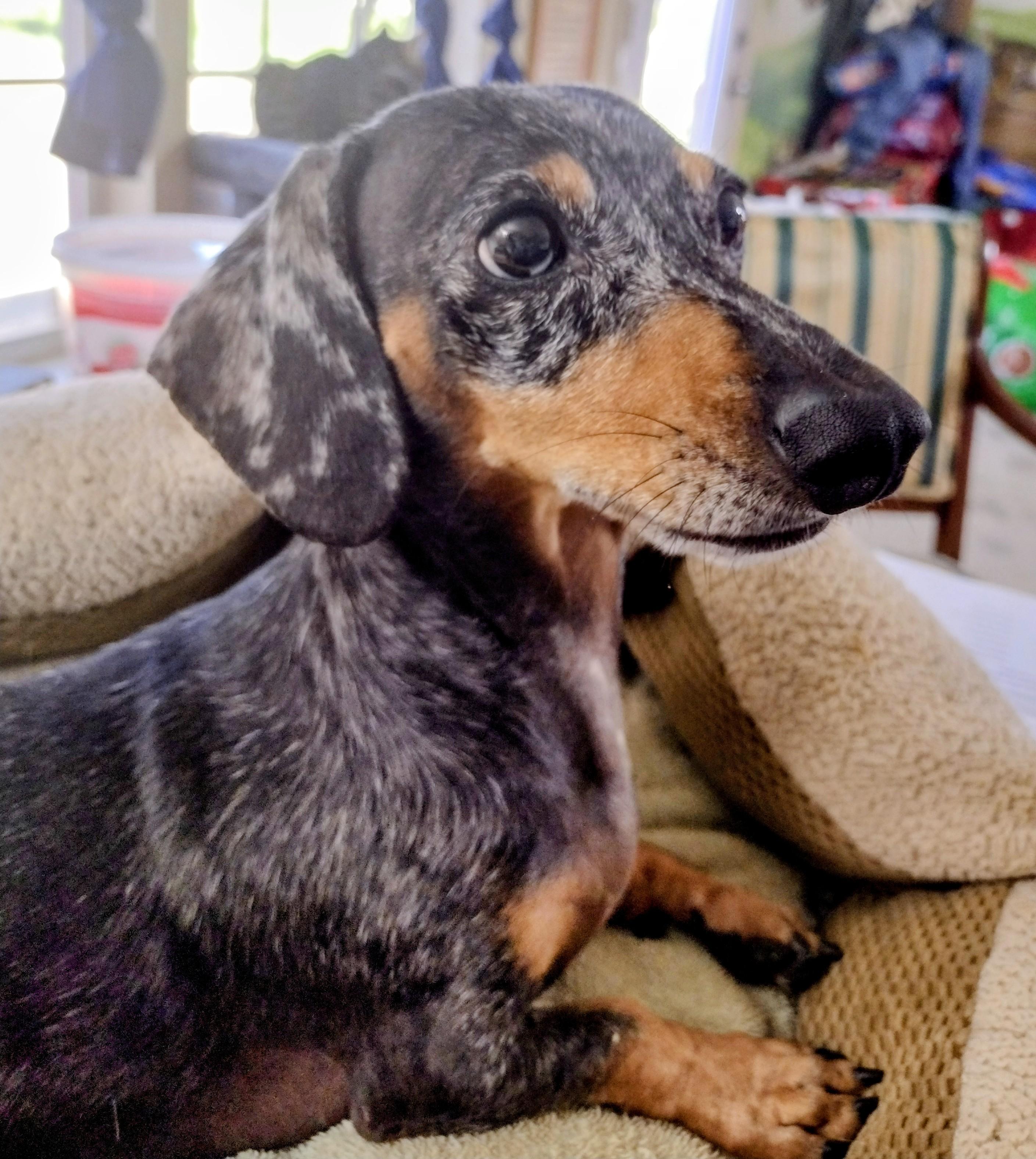 Speckles, adopted, Adult Male Dachshund.