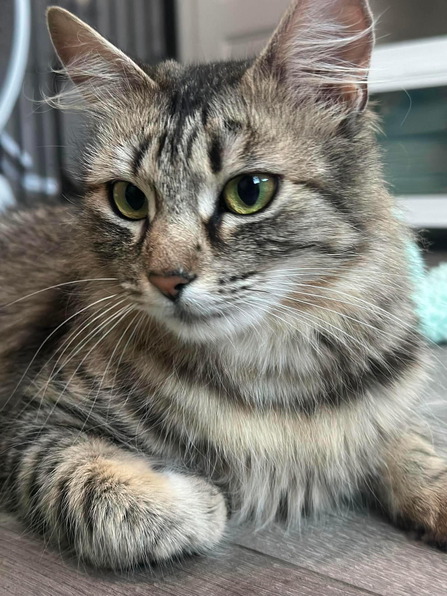 Enlarge Jangju (Momma JJ), a ADOPTABLE Tabby in Oakley, CA image 1/3