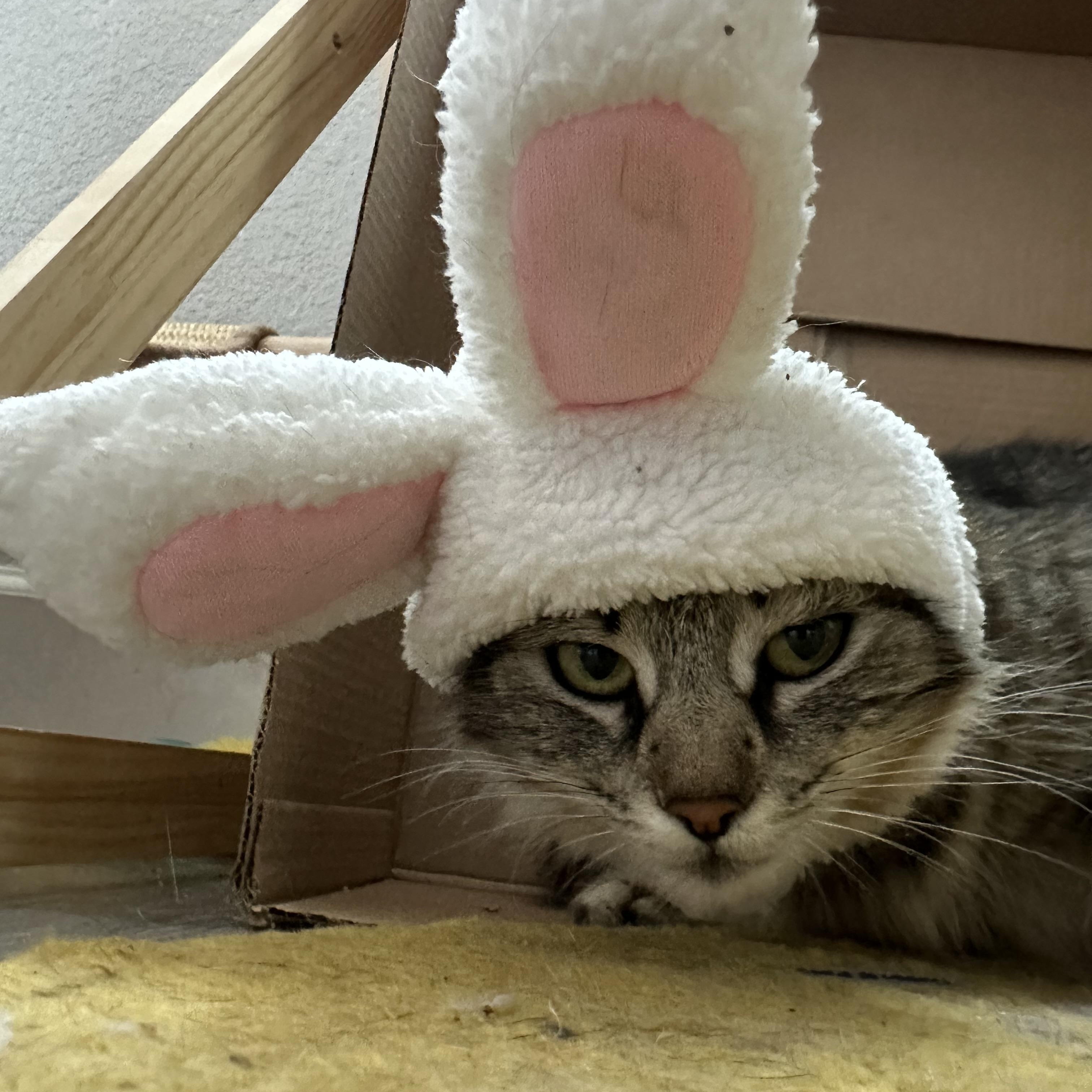Enlarge Jangju (Momma JJ), a ADOPTABLE Tabby in Oakley, CA image 2/3