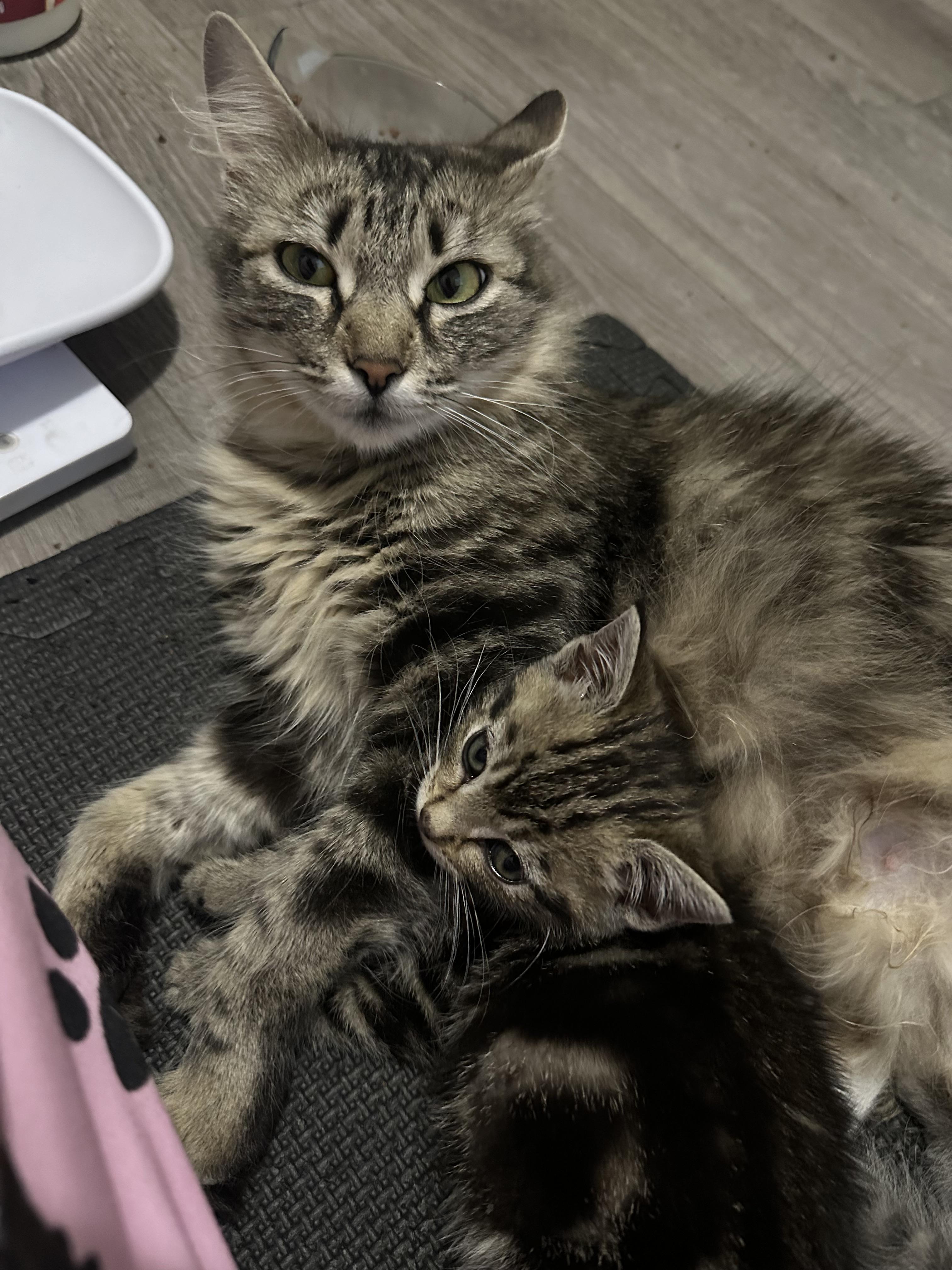 Enlarge Jangju (Momma JJ), a ADOPTABLE Tabby in Oakley, CA image 3/3