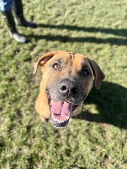 Gracie, ADOPTABLE, Adult Female Mixed Breed.