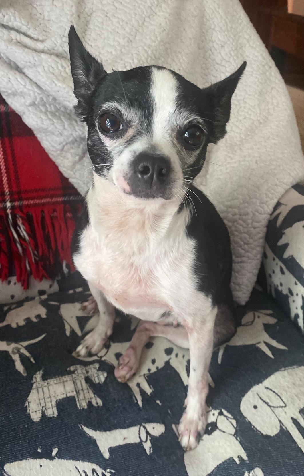 COURTESY POST FOR WASA - Merry, a ADOPTABLE mixed breed in Westport, CT image 1/3