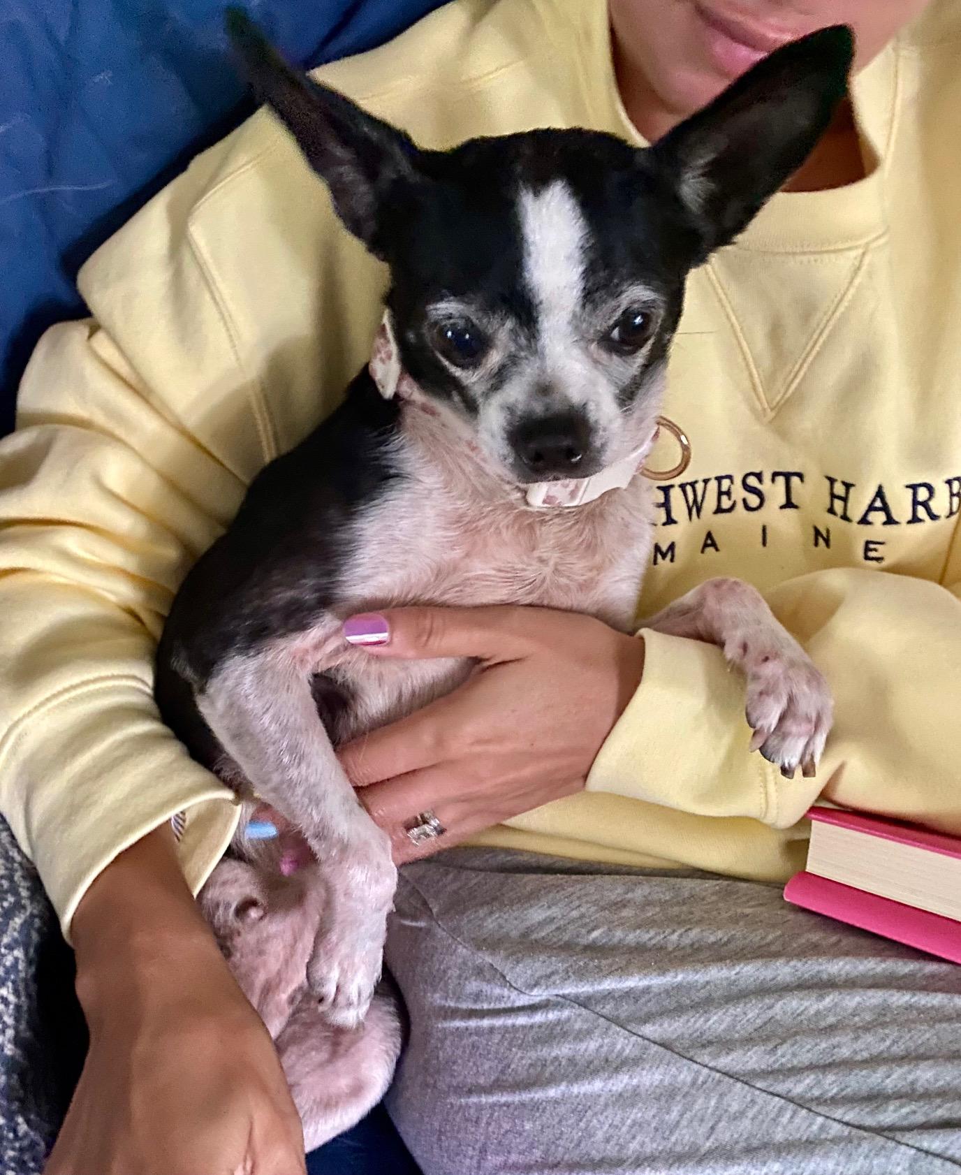 COURTESY POST FOR WASA - Merry, a ADOPTABLE mixed breed in Westport, CT image 2/3