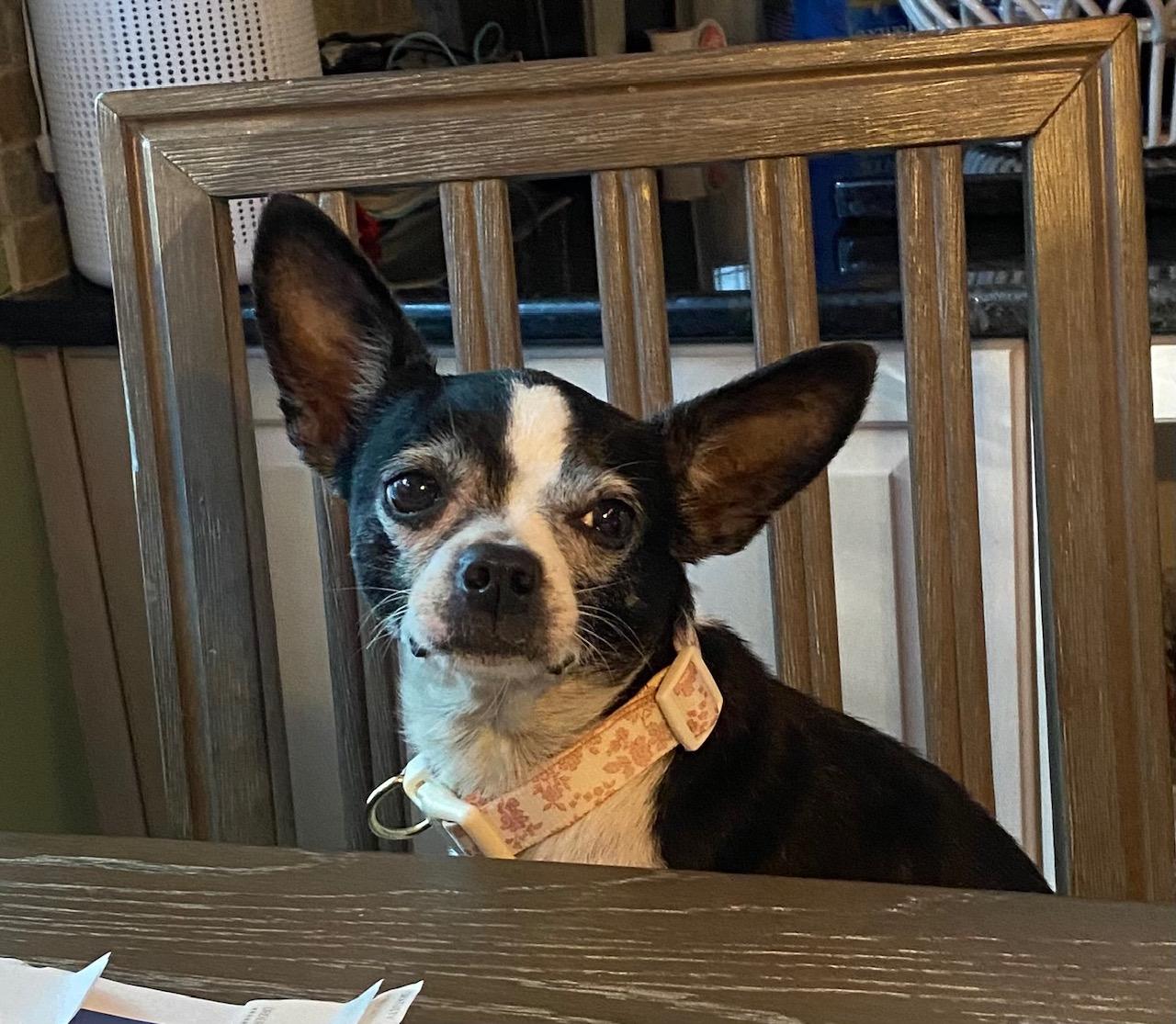 COURTESY POST FOR WASA - Merry, a ADOPTABLE mixed breed in Westport, CT image 3/3