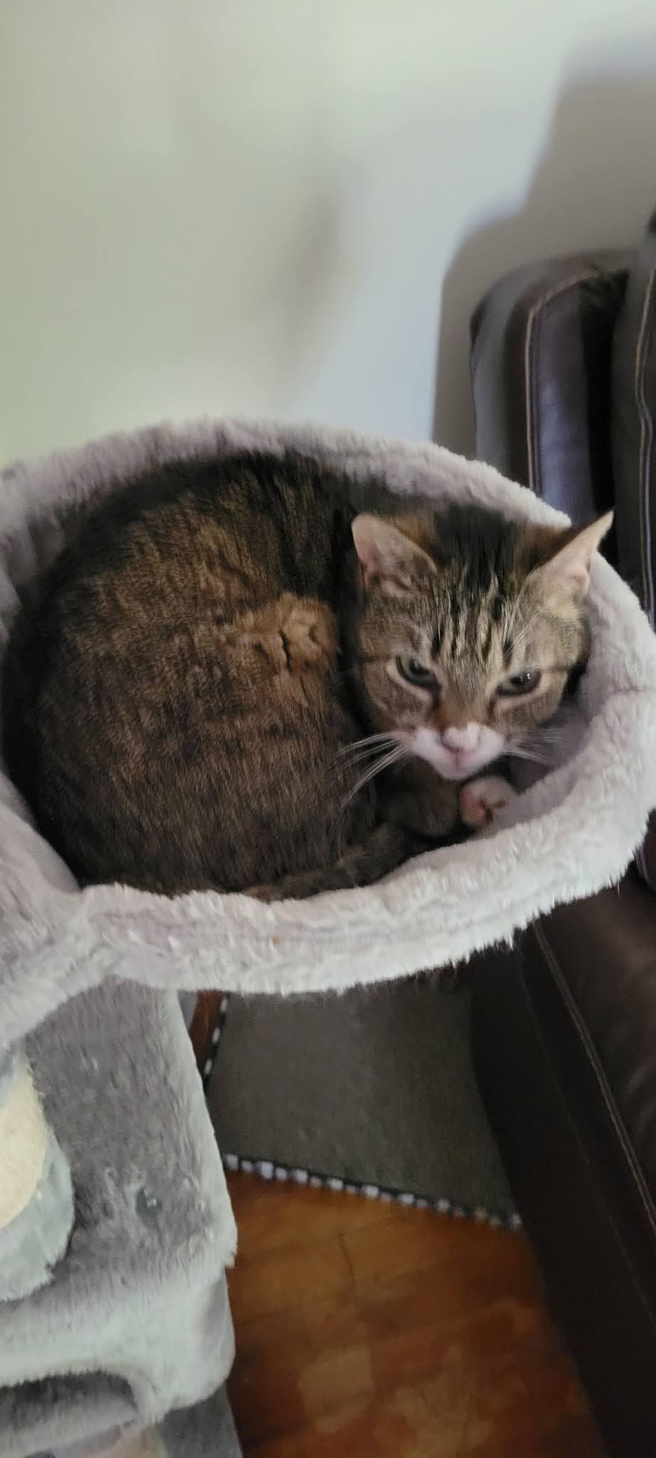 Enlarge Piggy, a Adoptable American Shorthair in Roanoke, AL image 1/1