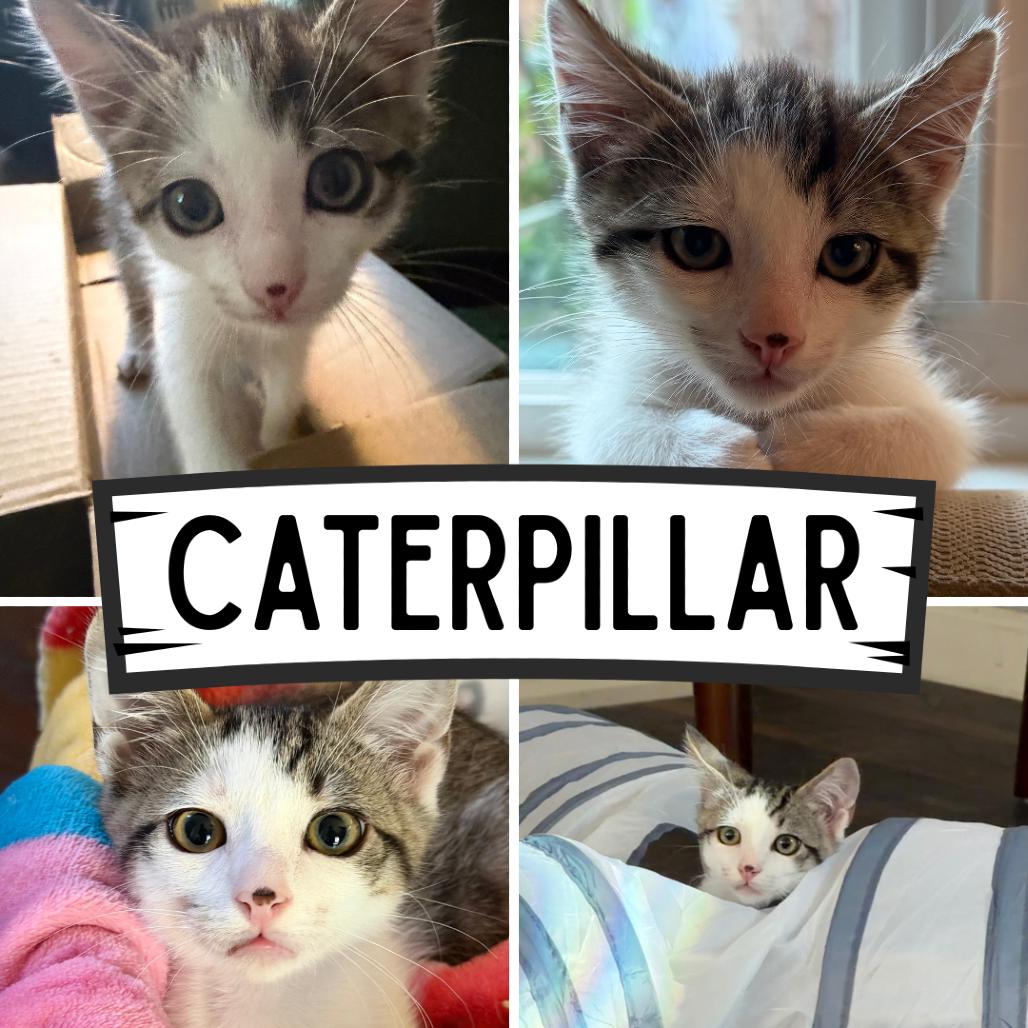 Enlarge Caterpillar, a Adoptable Domestic Short Hair in Orangevale, CA image 1/1