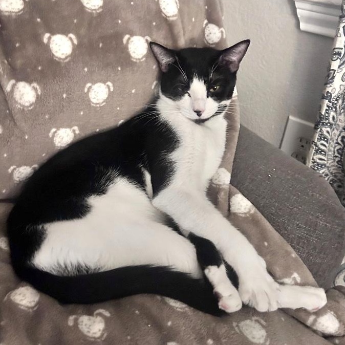 Kiwi Fruit — thumbnail 2