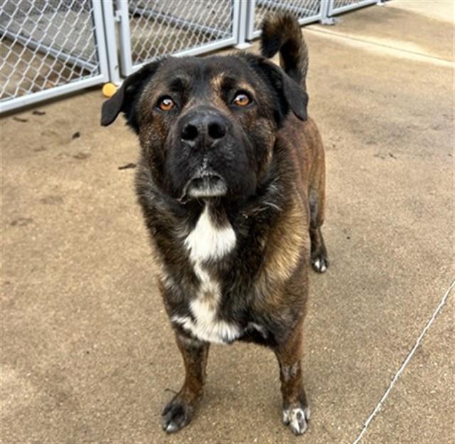 Enlarge OREO, a Adoptable mixed breed in Aurora, IL image 1/1