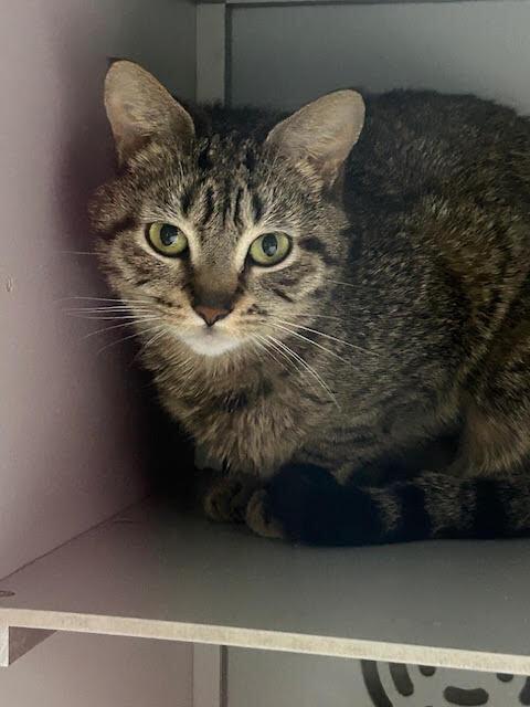 Derpy, Adoptable, Adult Female Domestic Short Hair.