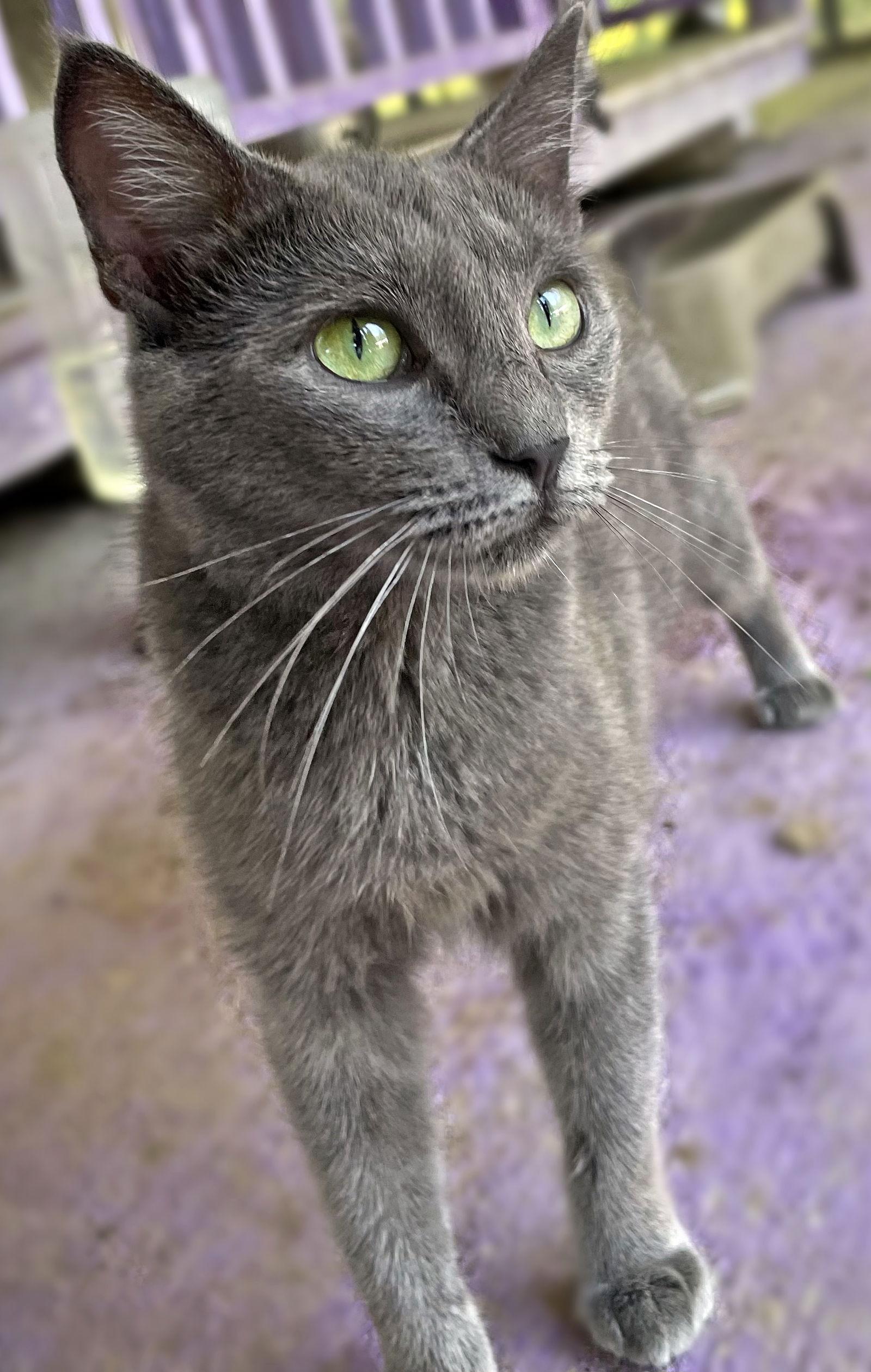 Enlarge Alexis, a Adopted Russian Blue in Chatsworth, GA image 1/3