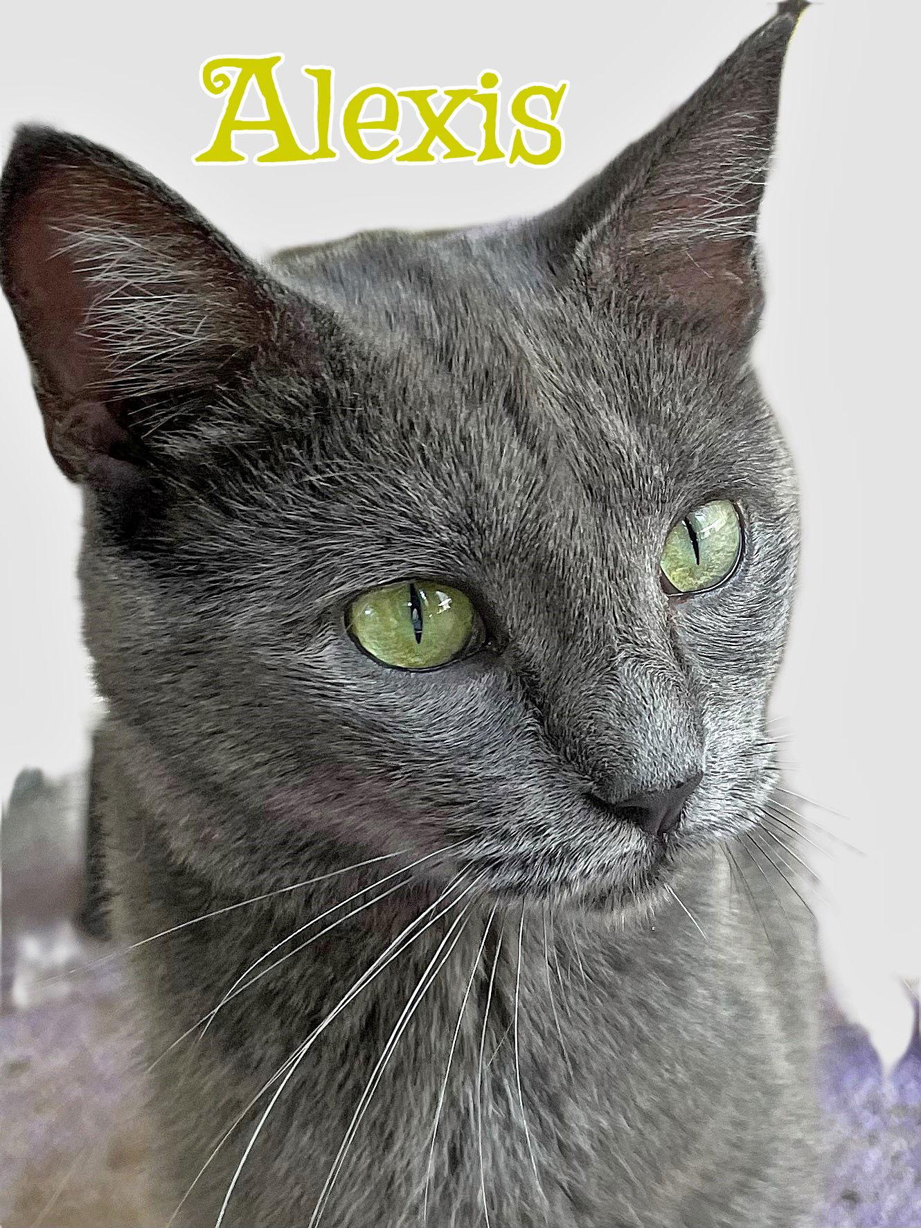 Enlarge Alexis, a Adopted Russian Blue in Chatsworth, GA image 3/3
