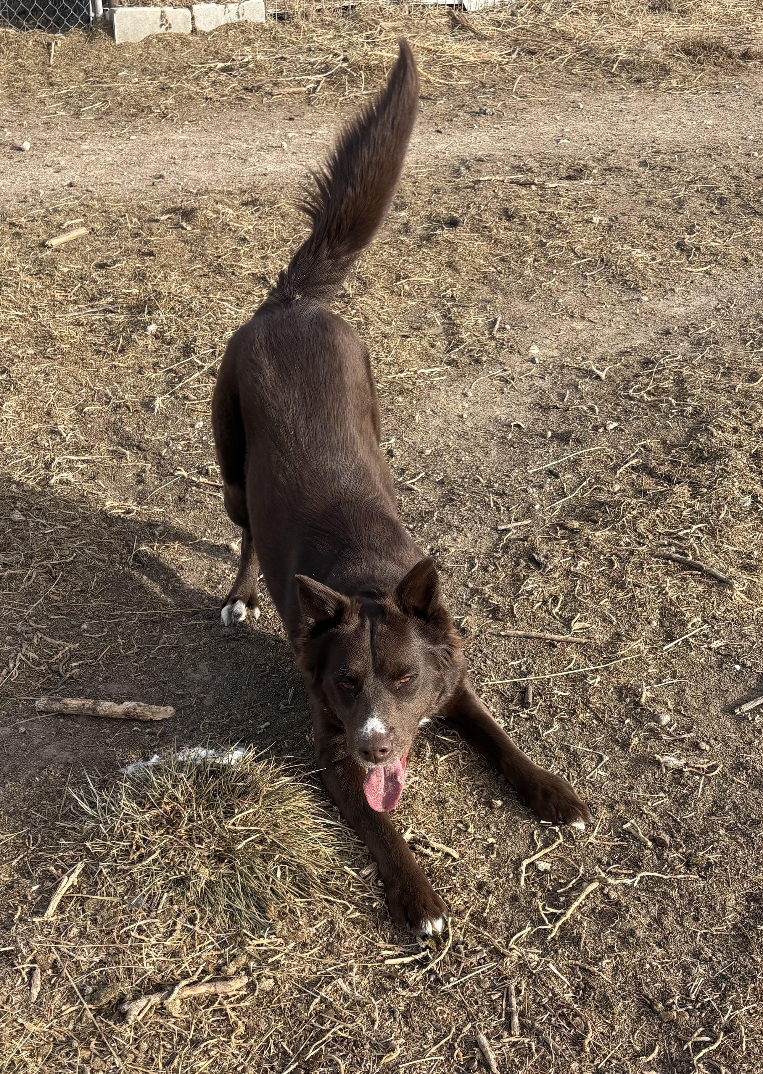 Sabrina, a ADOPTABLE mixed breed in Grant, NE image 3/5