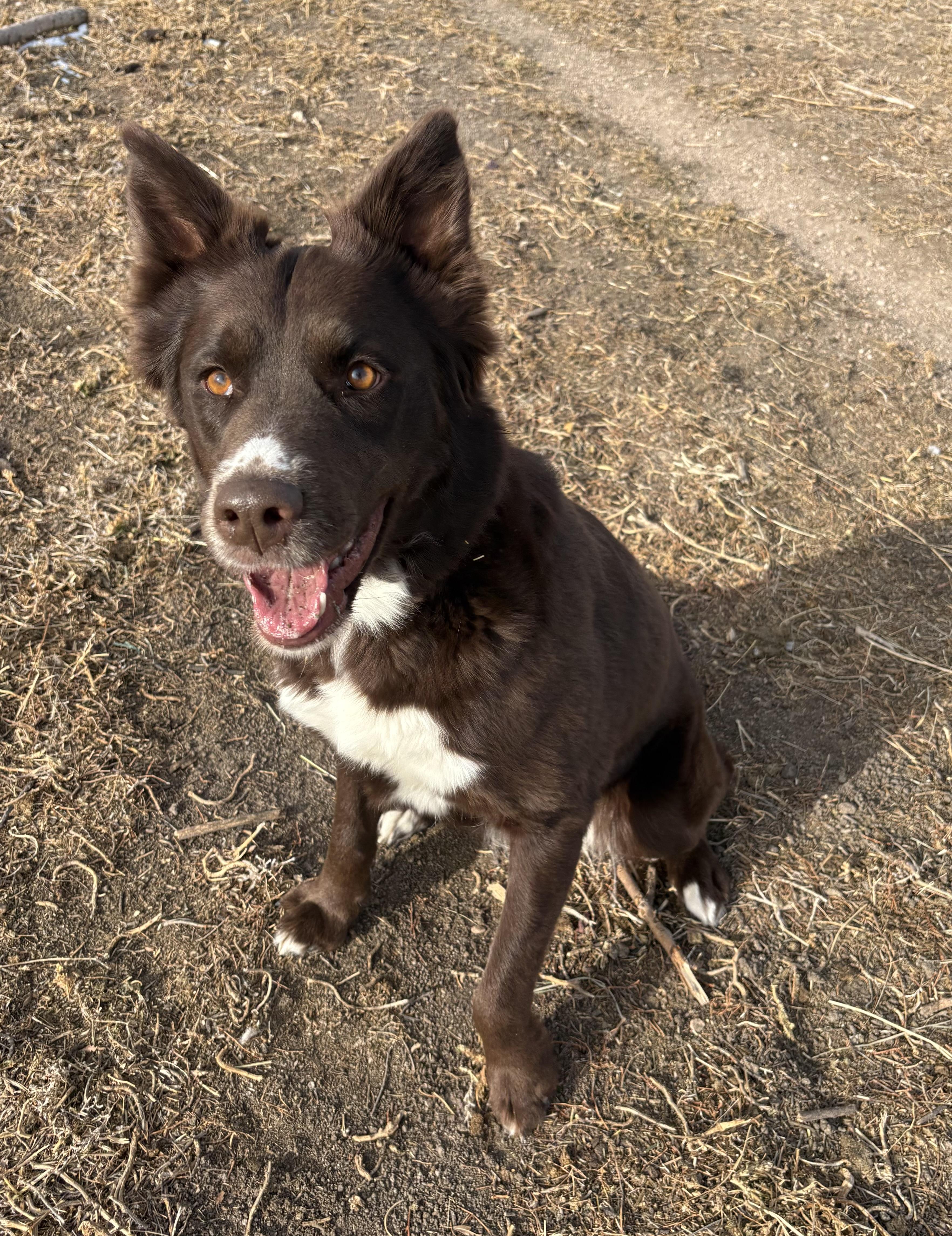 Sabrina, a ADOPTABLE mixed breed in Grant, NE image 1/5
