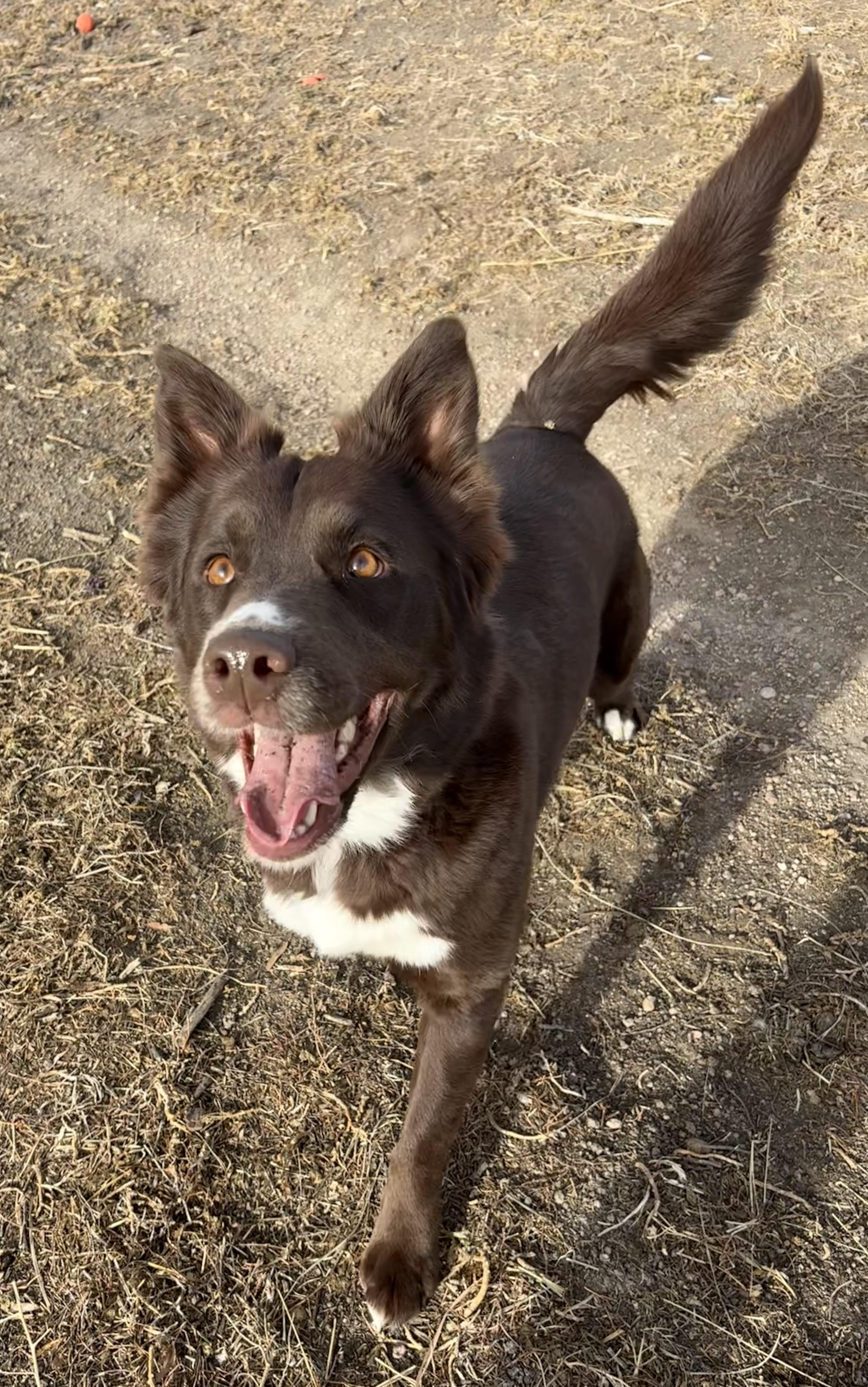 Sabrina, a ADOPTABLE mixed breed in Grant, NE image 5/5